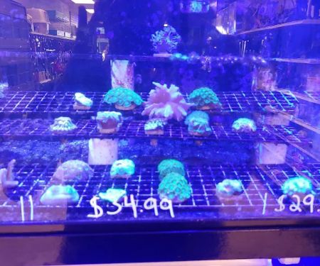 Exotic Fish & Pets