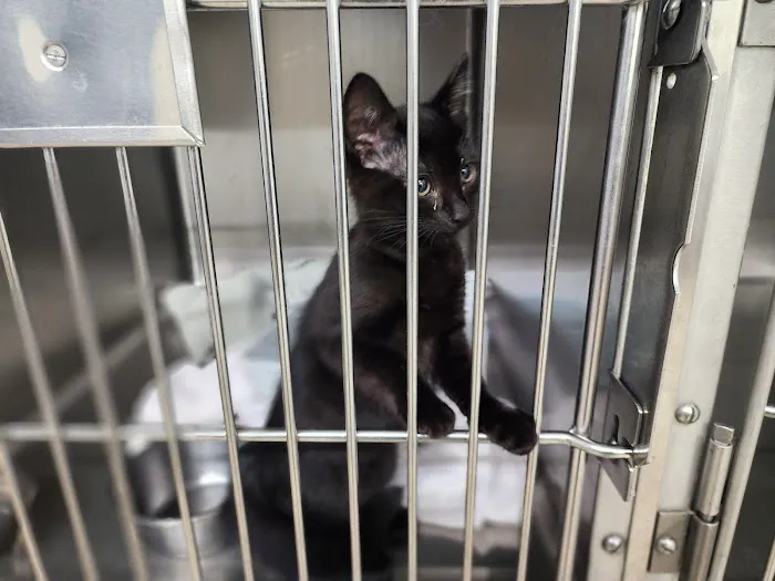 Sea Gate Veterinary Hospital Picture 5
