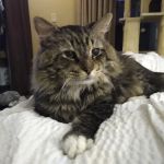 Vetco Total Care Animal Hospital