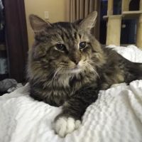 Vetco Total Care Animal Hospital ico