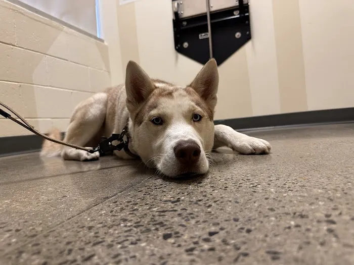 Vetco Total Care Animal Hospital Picture 9