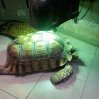 Cape Horn Incredible Pets ico