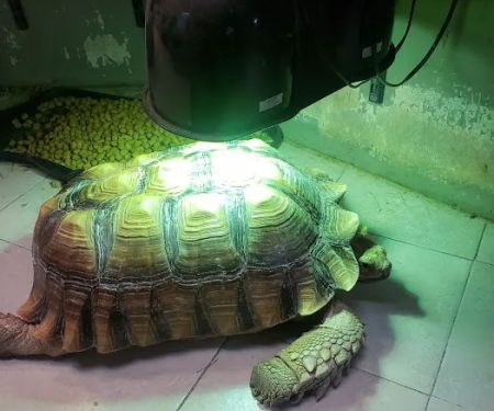 Cape Horn Incredible Pets