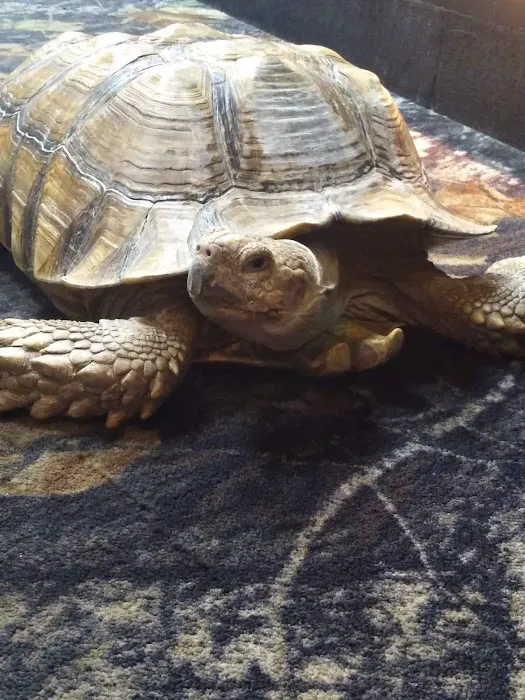 Cape Horn Incredible Pets Picture 6