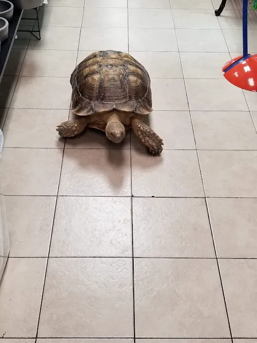 Cape Horn Incredible Pets Picture 5