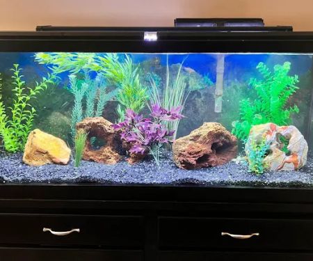 Aquarium Services Professionals