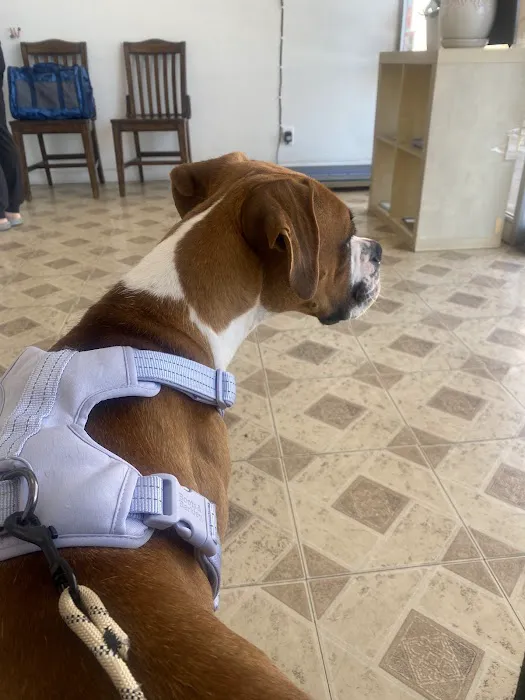 JYK Veterinary Clinic Picture 1