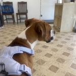 JYK Veterinary Clinic