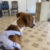 JYK Veterinary Clinic ico