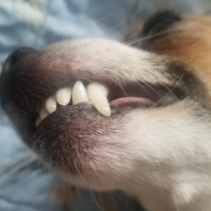 JYK Veterinary Clinic Picture 8