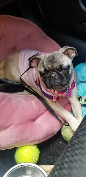 Animal Hospital Picture 10