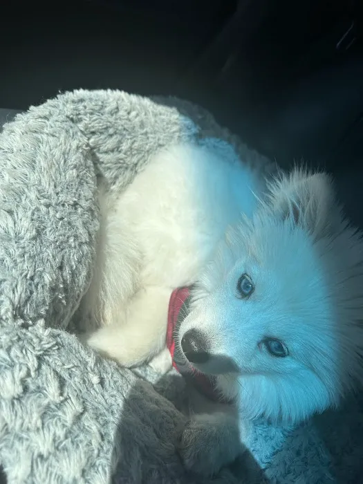 Animal Hospital Picture 2