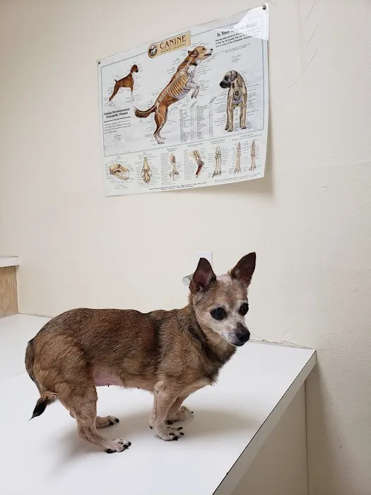 Animal Hospital Picture 4