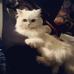 Beach Animal Urgent Care