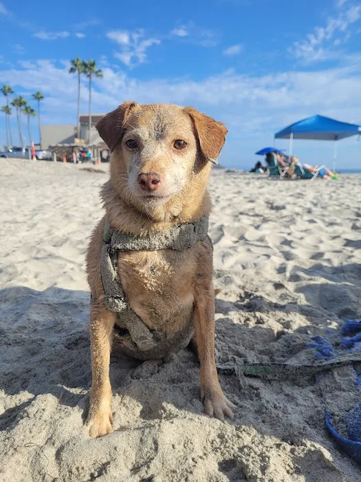 Beach Animal Urgent Care Picture 10