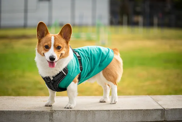 Beach Animal Urgent Care Picture 2