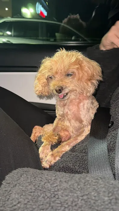 Beach Animal Urgent Care Picture 4