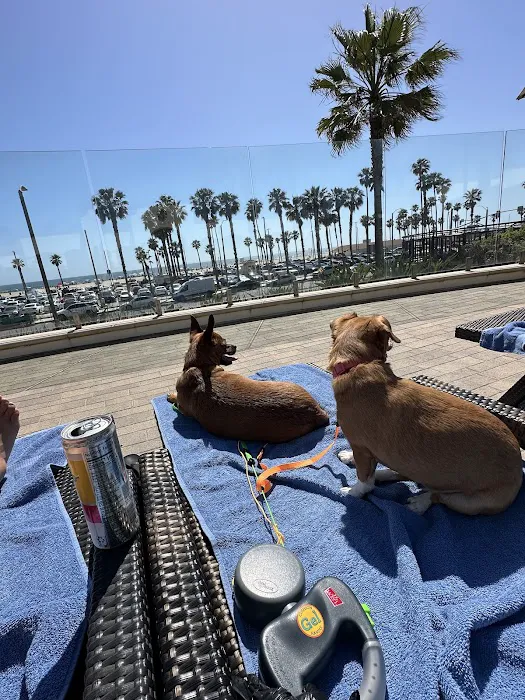 Beach Animal Urgent Care Picture 7