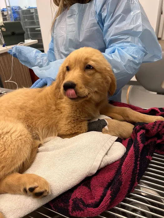 Beach Animal Urgent Care Picture 9