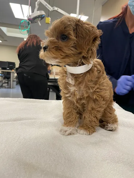 Beach Animal Urgent Care Picture 6