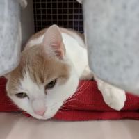 Petco ico