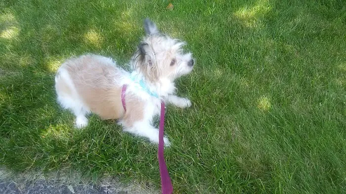 Little Paws Dog Shop LLC Picture 4