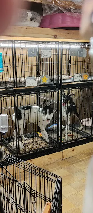 Little Paws Dog Shop LLC Picture 3