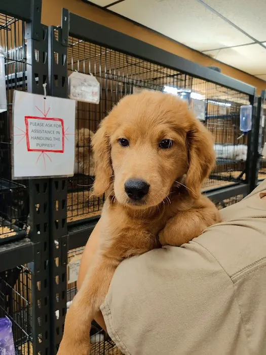 Little Paws Dog Shop LLC Picture 9