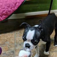 Little Paws Dog Shop LLC ico