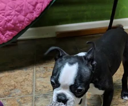 Little Paws Dog Shop LLC