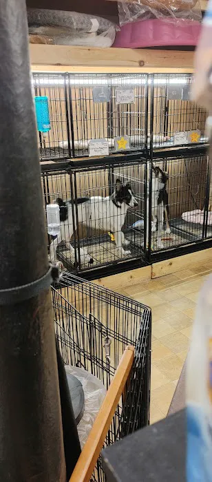 Little Paws Dog Shop LLC Picture 2