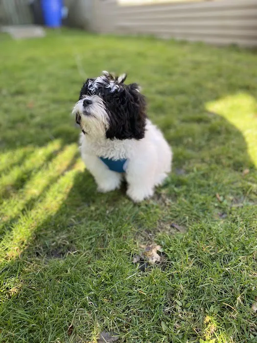 Little Paws Dog Shop LLC Picture 5