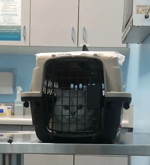 Fairview Pet Hospital Picture 2