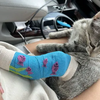 Brookfield Pet Hospital Plus Picture 3