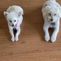 Brookfield Pet Hospital Plus ico