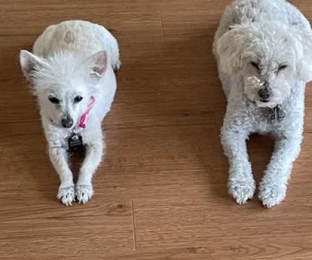 Brookfield Pet Hospital Plus