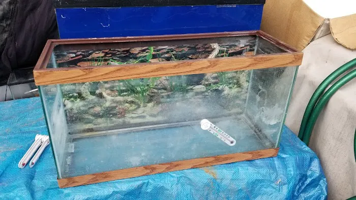 Coopers Cichlids private breeder Picture 2