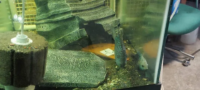 Coopers Cichlids private breeder Picture 3
