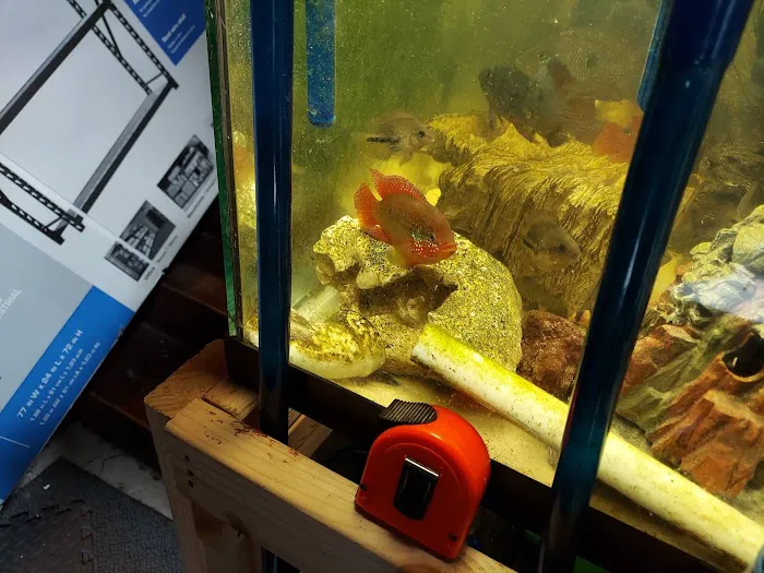 Coopers Cichlids private breeder Picture 5