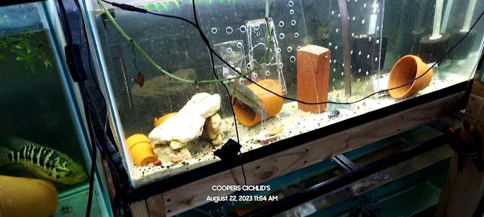 Coopers Cichlids private breeder Picture 4