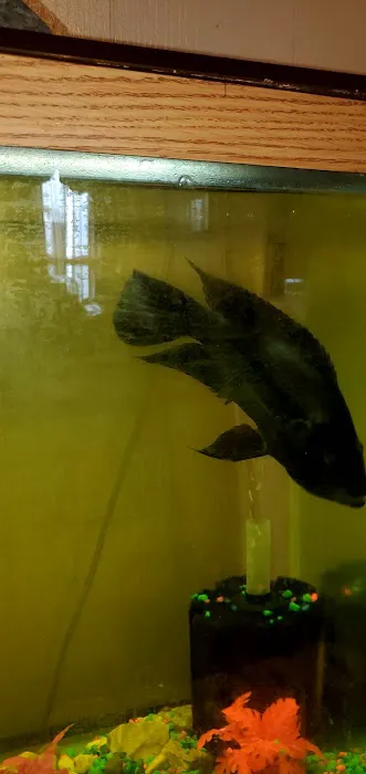 Coopers Cichlids private breeder Picture 1