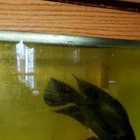 Coopers Cichlids private breeder ico
