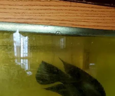 Coopers Cichlids private breeder