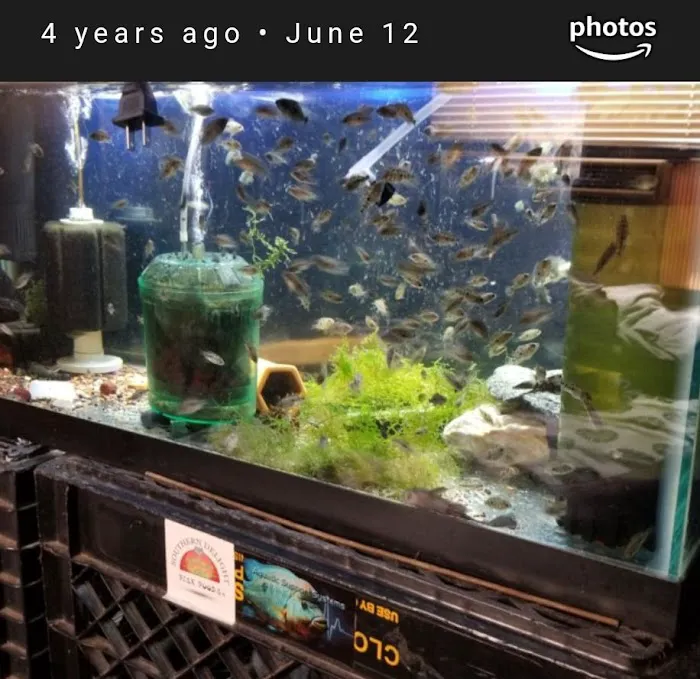 Coopers Cichlids private breeder Picture 7