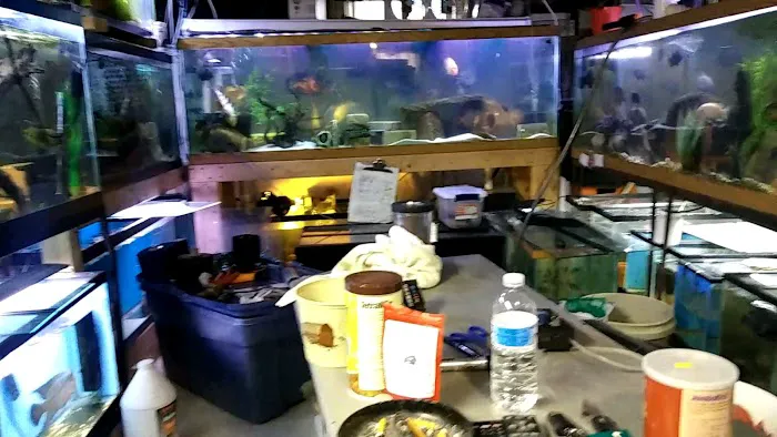 Coopers Cichlids private breeder Picture 8