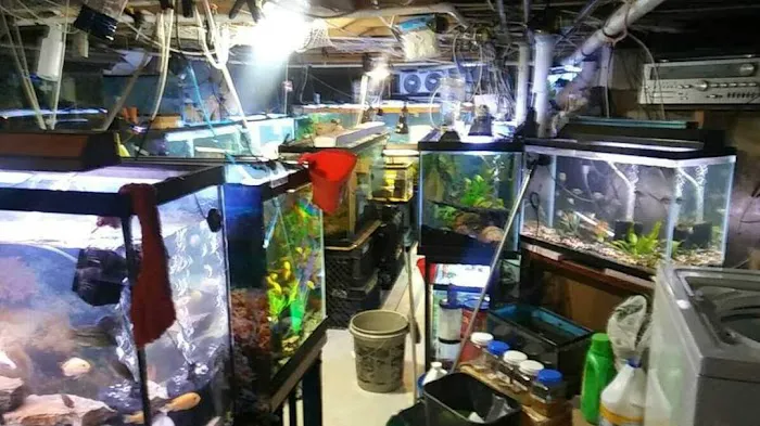 Coopers Cichlids private breeder Picture 9