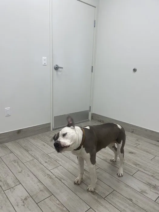 Hope Veterinary Care Picture 4