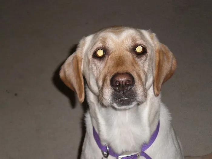 Hope Veterinary Care Picture 5