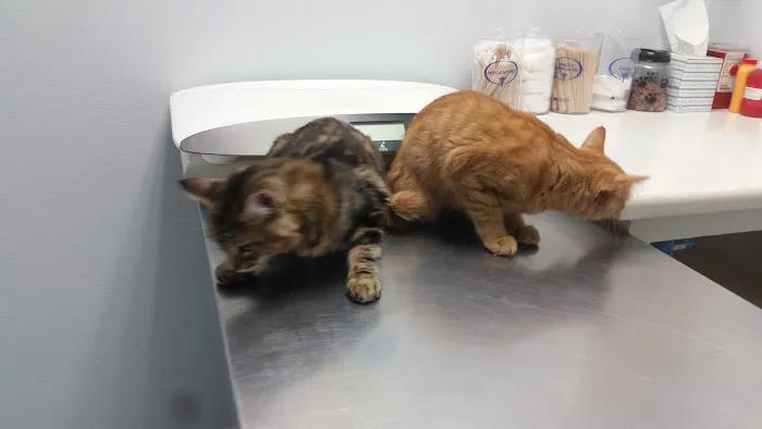 Family Animal Hospital Picture 5