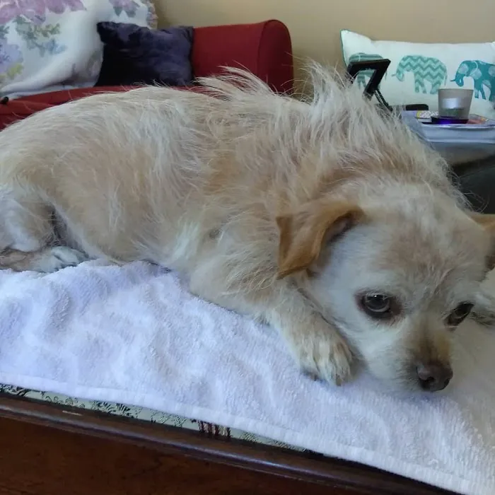 Family Animal Hospital Picture 7